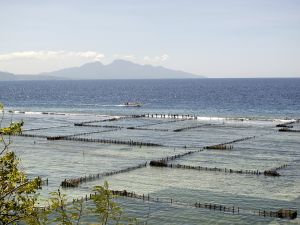 Seaweed Farms East Coast Nusa Penida 
